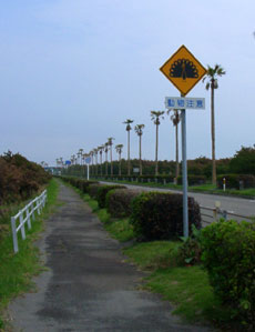 一ツ葉有料道路。クジャク?