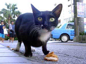 那覇のネコ。今回の中では一番のべっぴんさん。